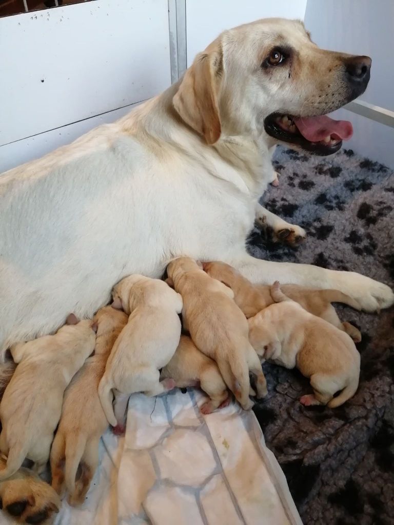 chiot Labrador Retriever Du Kastell Dinn