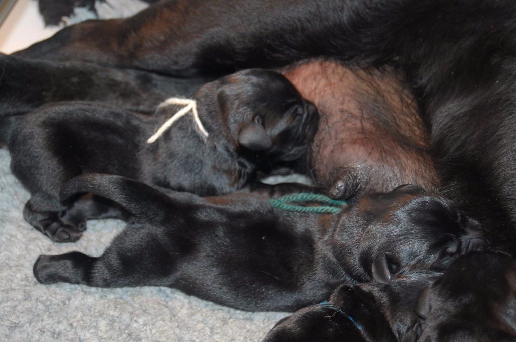 Du Kastell Dinn - Labrador Retriever - Portée née le 28/03/2017