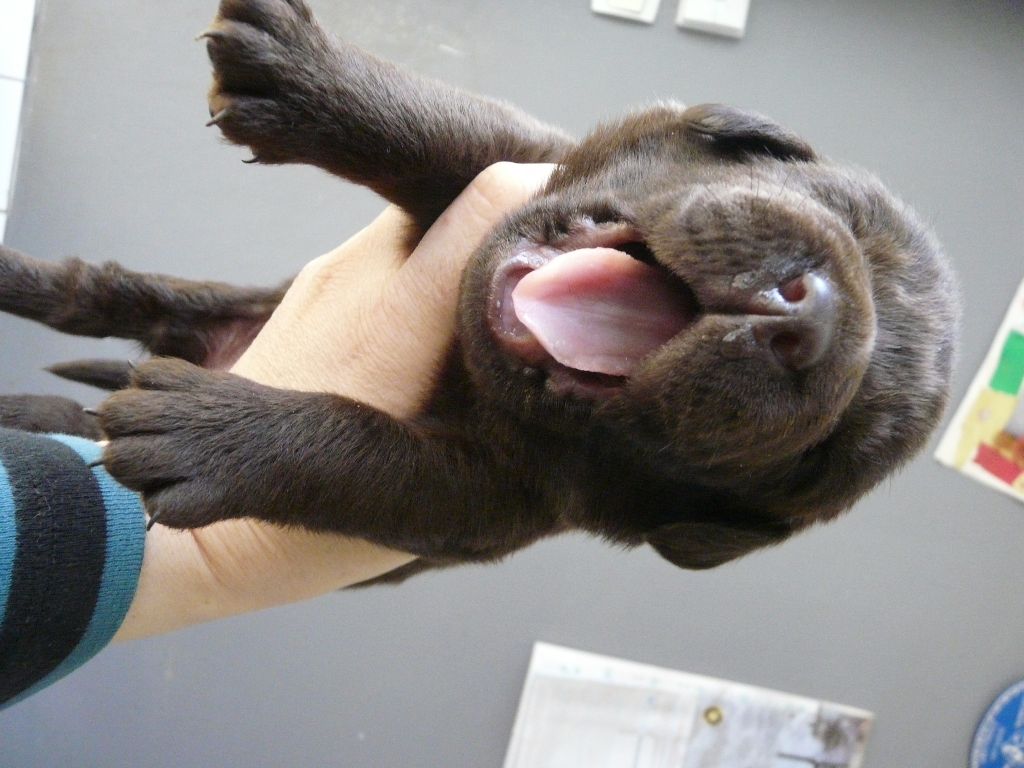 Du Kastell Dinn - Labrador Retriever - Portée née le 09/03/2017