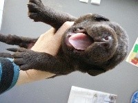 CHIOT
