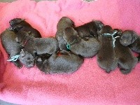 CHIOT