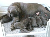 CHIOT