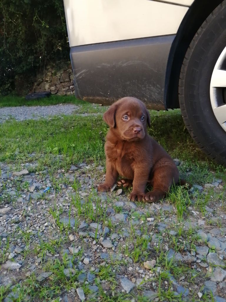 Du Kastell Dinn - Labrador Retriever - Portée née le 06/08/2022