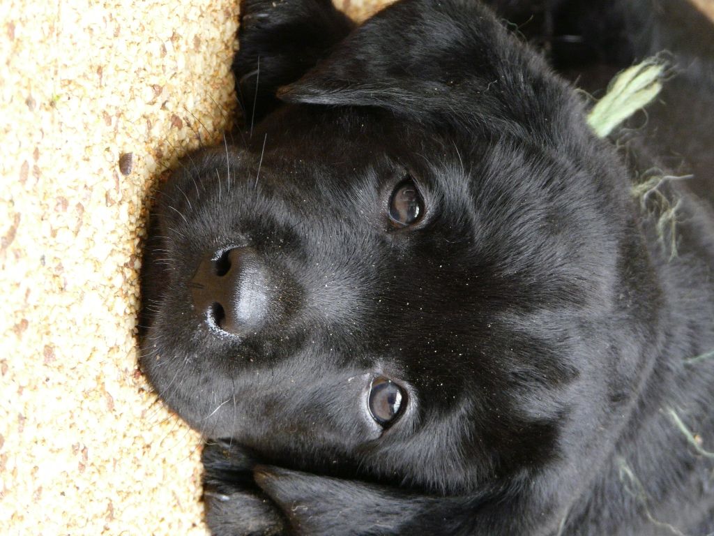Du Kastell Dinn - Labrador Retriever - Portée née le 09/06/2017